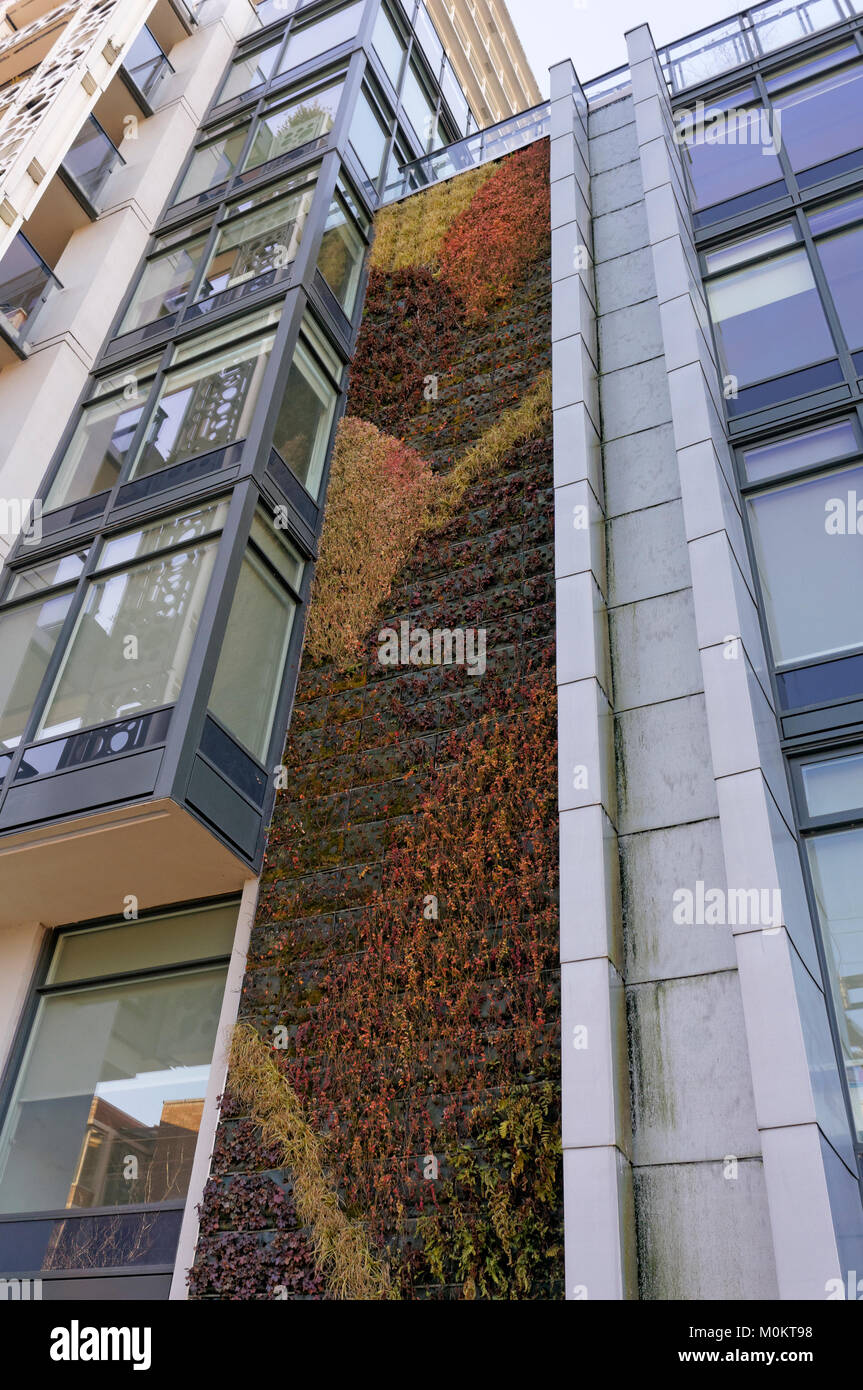Parete Verde o muro vivente giardino verticale sul lato del moderno edificio residenziale in Vancouver, BC, Canada Foto Stock