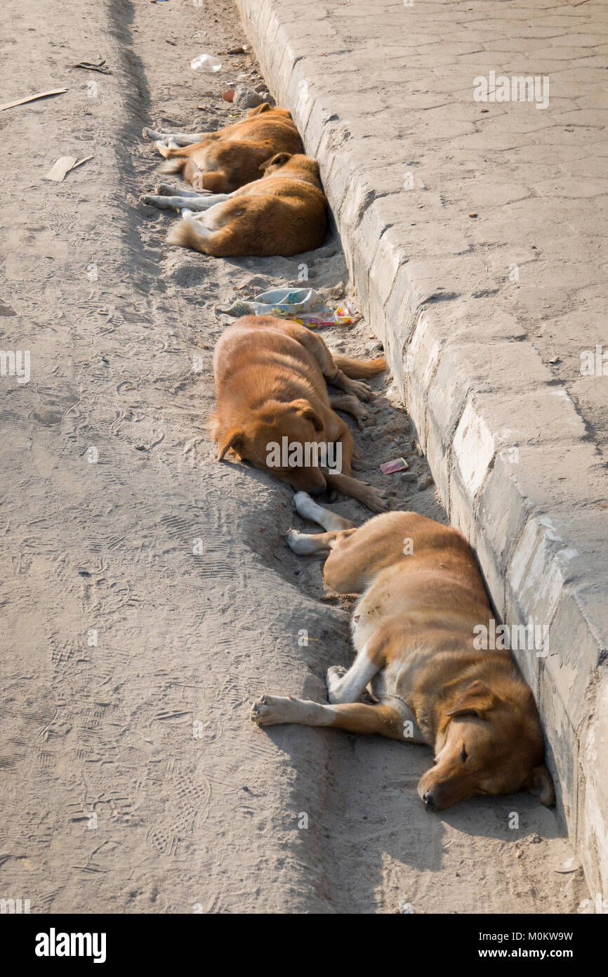 Cani randagi dormire in strada grondaia in Kathmandu, Nepal Foto Stock