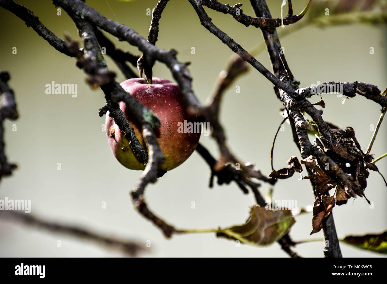 Creepy Apple Foto Stock