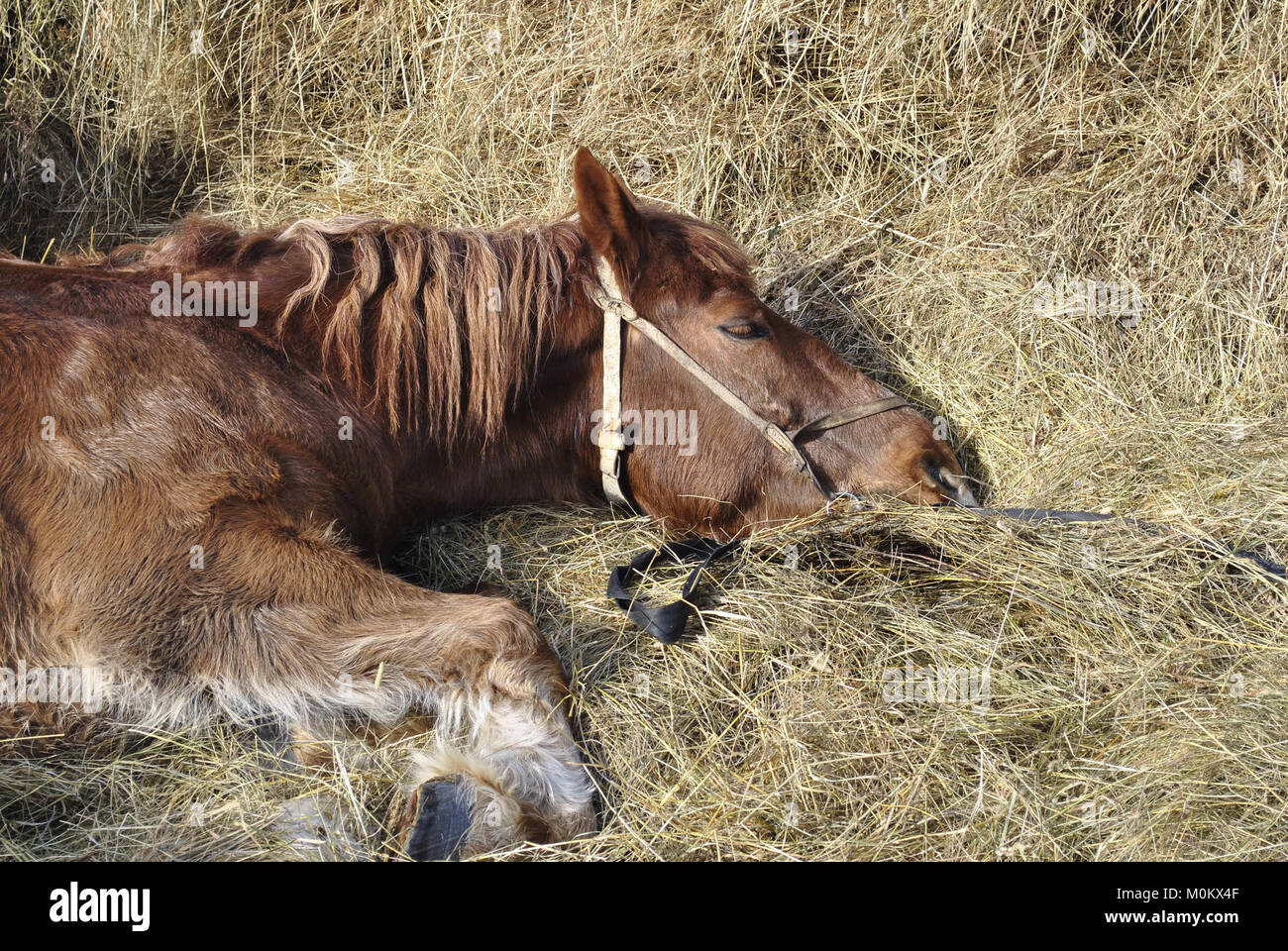Il cavallo di dormire sulla paglia Foto Stock