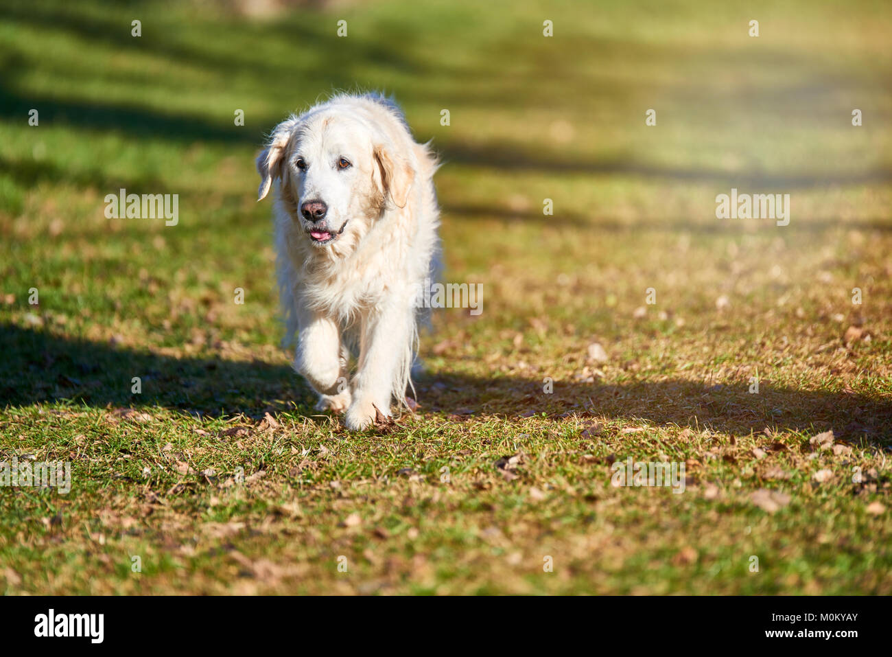 Vecchio golden retriever cane godendo del tramonto. Il Golden Retriever cane all'aperto in natura. Foto Stock