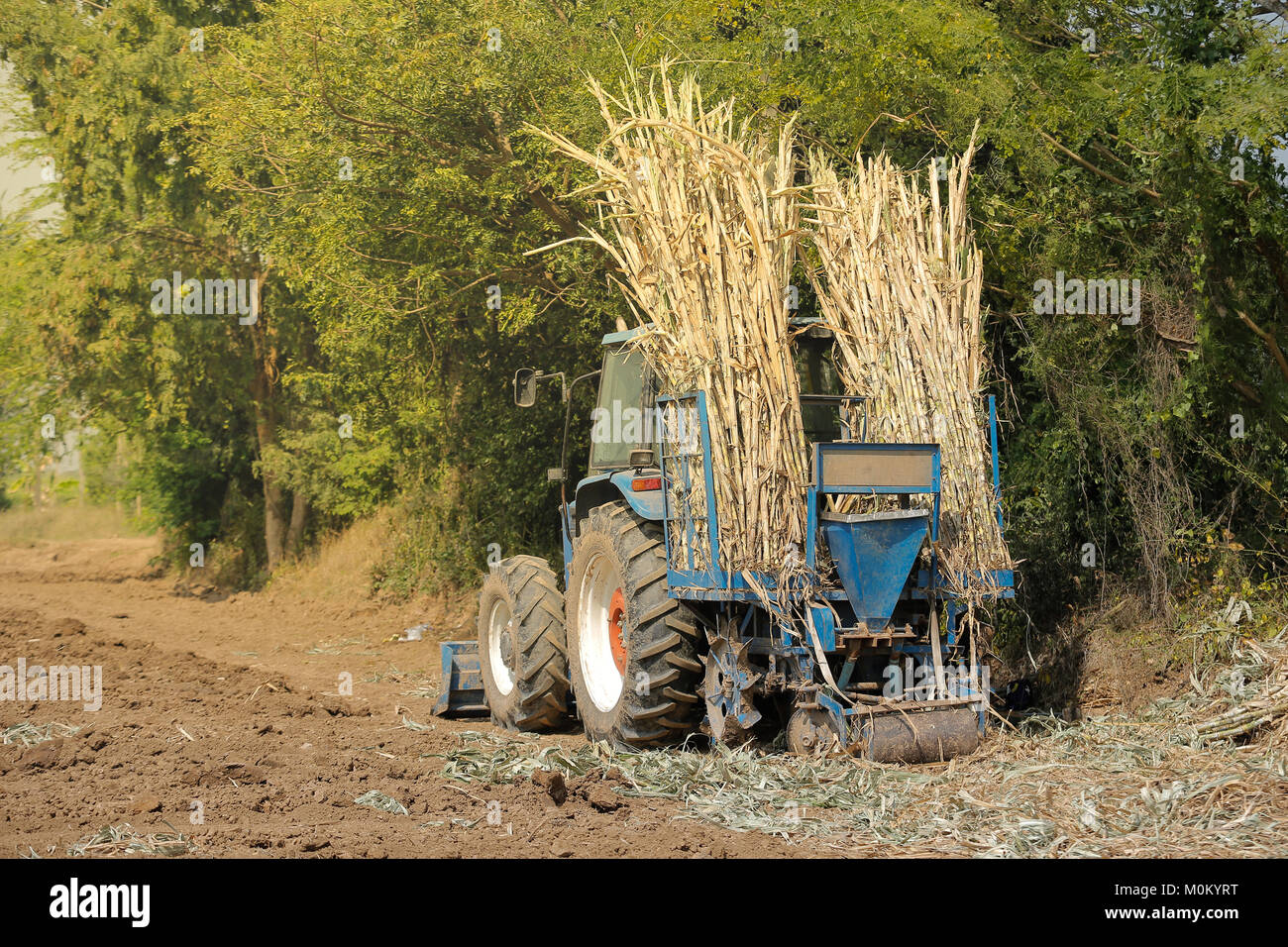Macchina di canna da zucchero in clima tropicale. Foto Stock