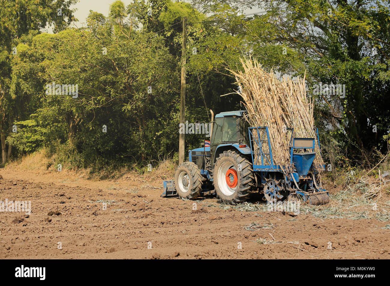 Macchina di canna da zucchero in clima tropicale. Foto Stock