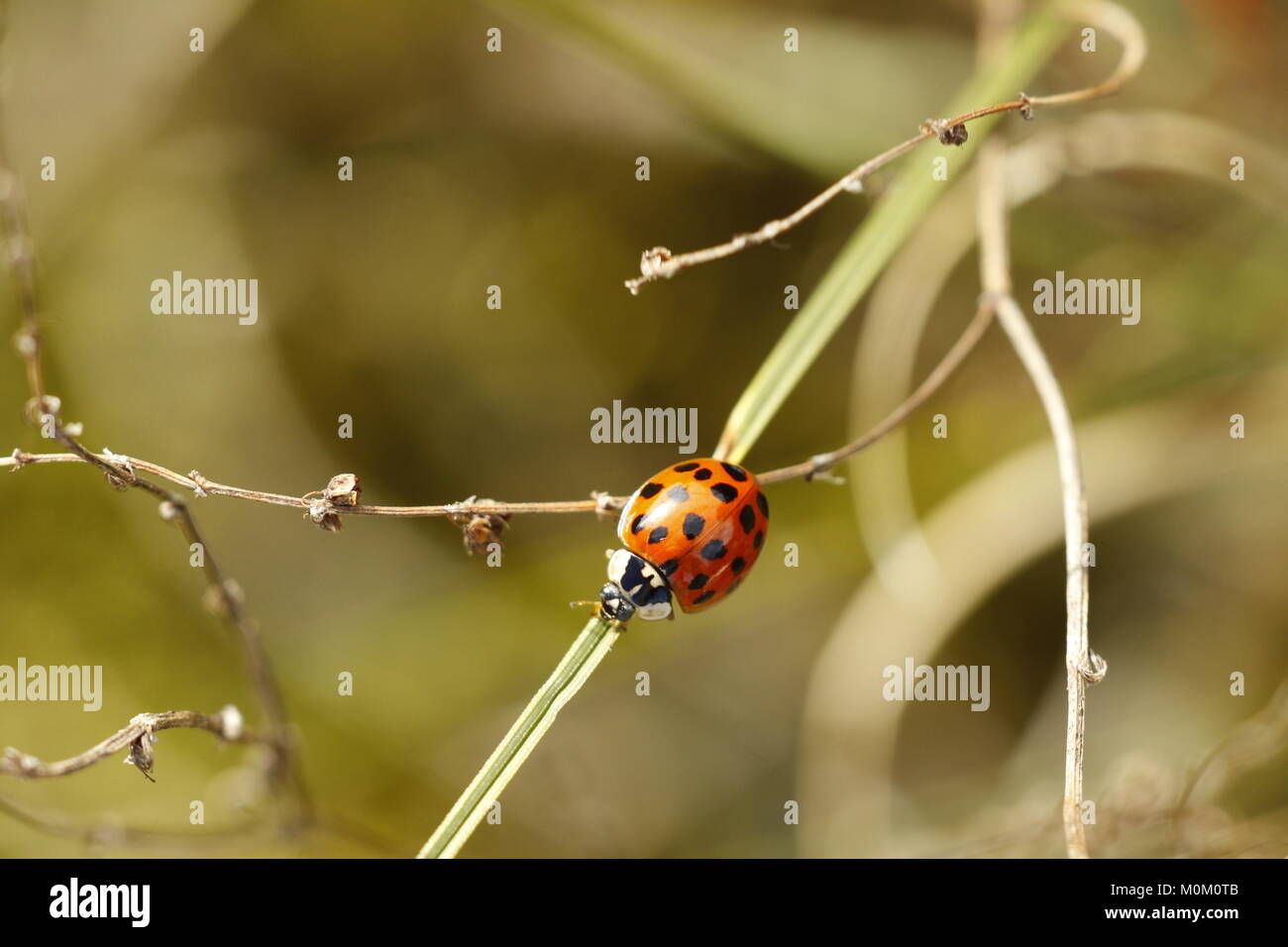 Carino piccolo lady bug Foto Stock