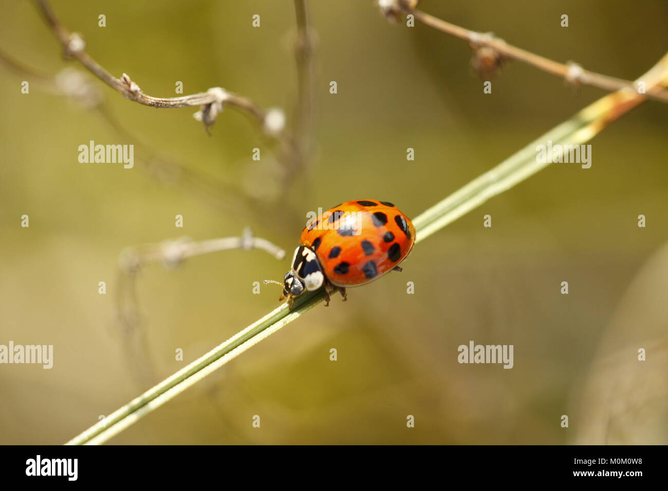 Carino piccolo lady bug Foto Stock