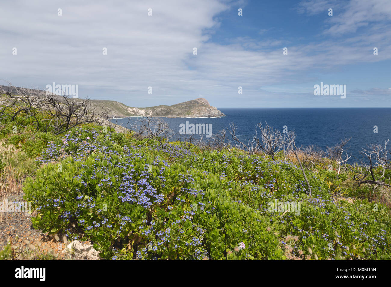 Il paesaggio costiero intorno le soffiature, Albany, Australia occidentale Foto Stock