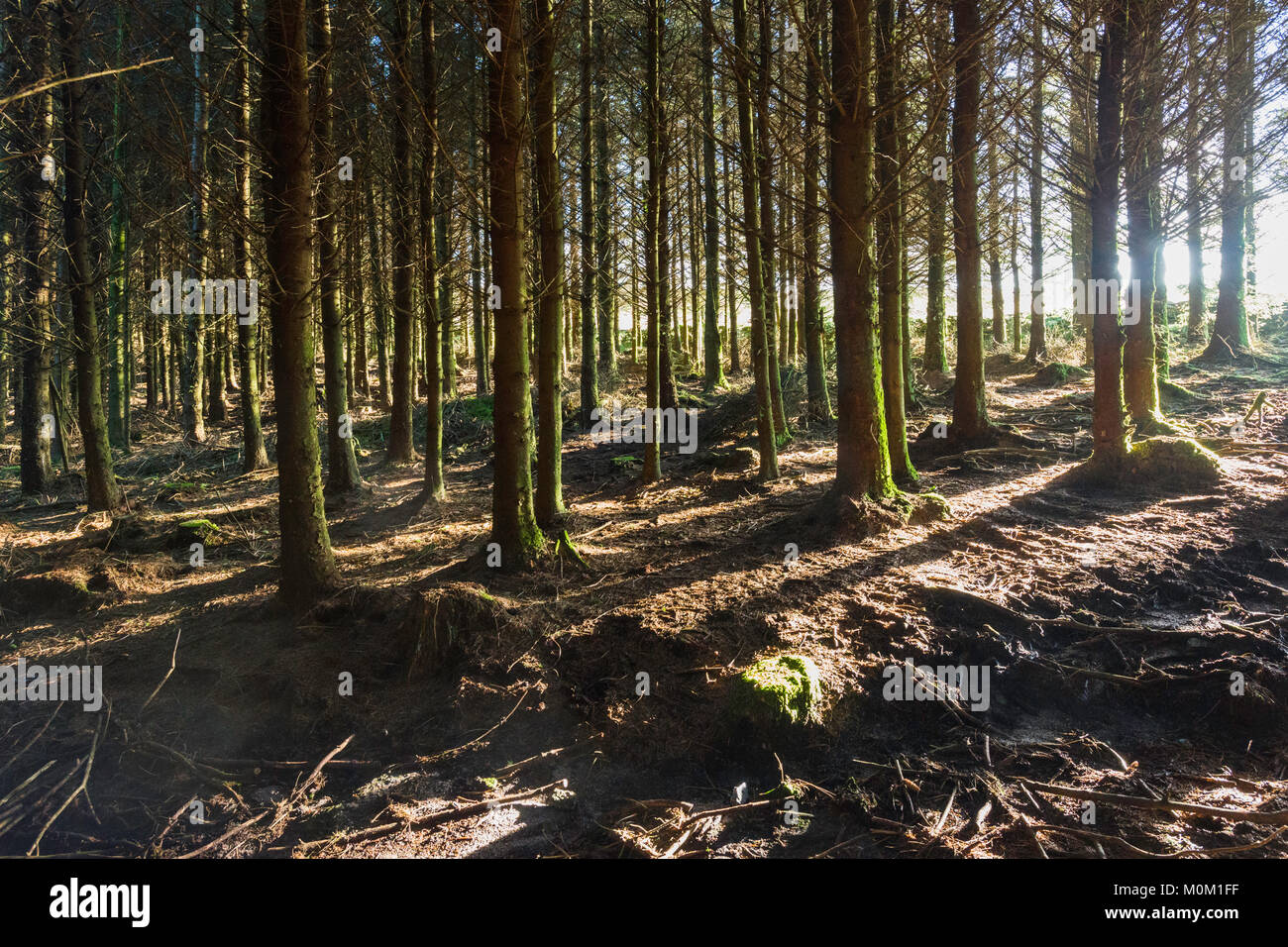 Una sezione di foresta Bellever visto nella luce calda del pomeriggio. La foresta sostenibile è stato piantato nel 1931 da la commissione forestale. Foto Stock