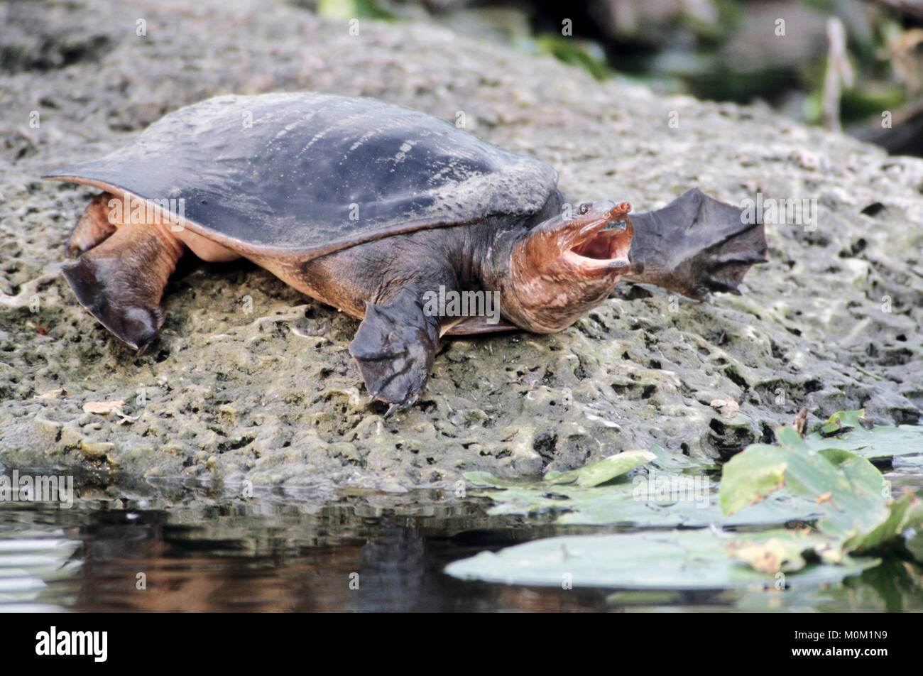 Florida Softshell tartaruga, Everglades National Park, Florida, Stati Uniti d'America / (Apalone ferox, Trionyx ferox) | Florida-Weichschildkroete, Everglades Nationalpark Foto Stock