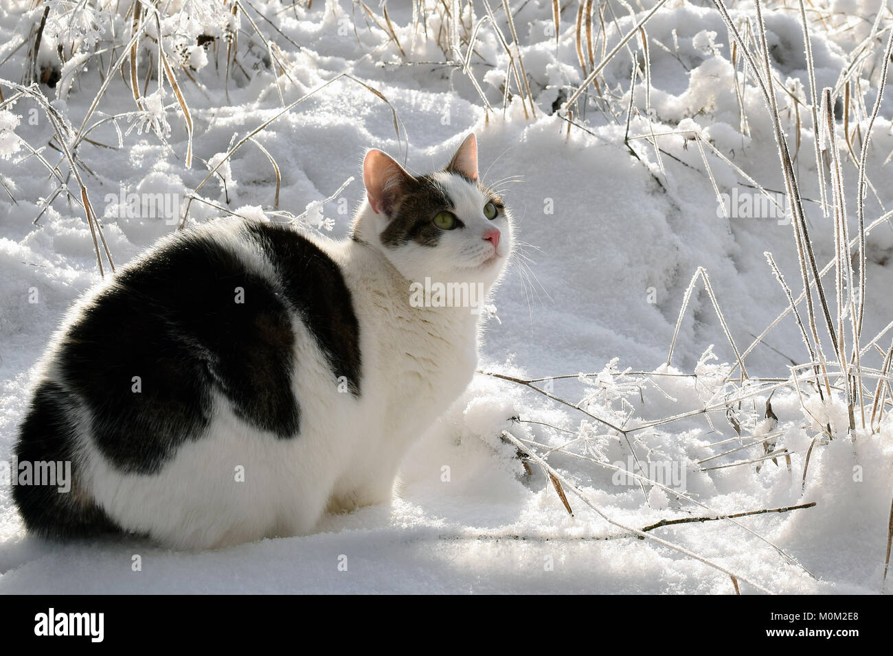 Gatto di casa all'aperto d'inverno. Gatto seduto nella neve e guardando verso l'alto. Foto Stock