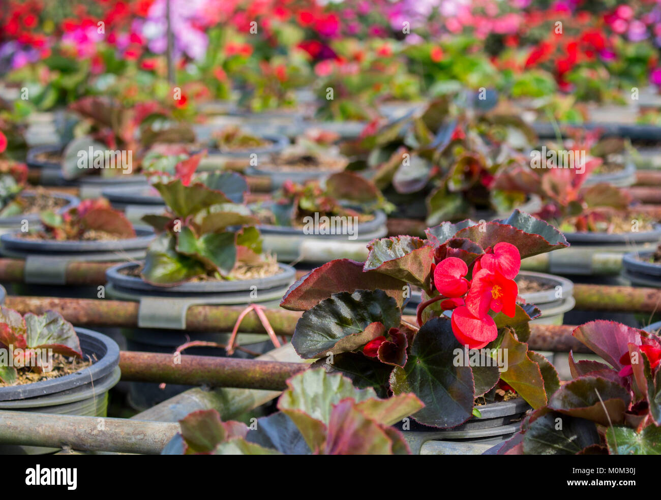 Red begonia fiore in giornata soleggiata con una copia dello spazio e la sfocatura dello sfondo. Begonia fiore nel recipiente in plastica presso il vivaio. Foto Stock