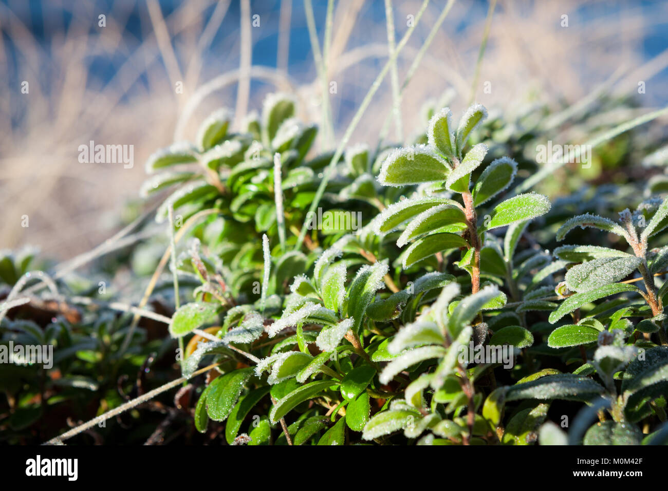 Frosty lingonberry ramoscelli Foto Stock