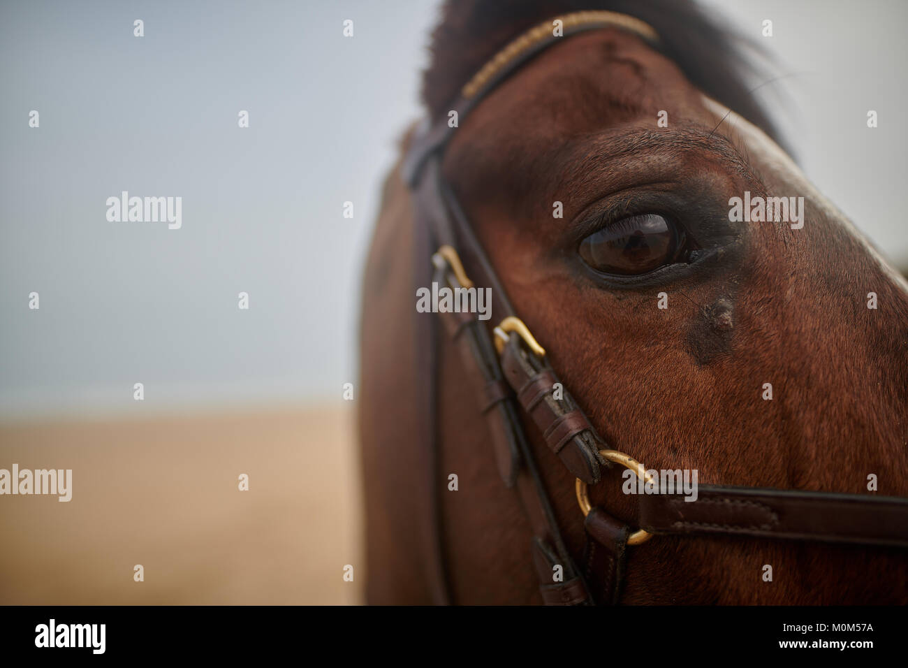 Occhio di cavallo close up prese su una spiaggia con piena di equitazione dotato di ingranaggio, maschio a cavallo con una profondità di campo ridotta. Foto Stock