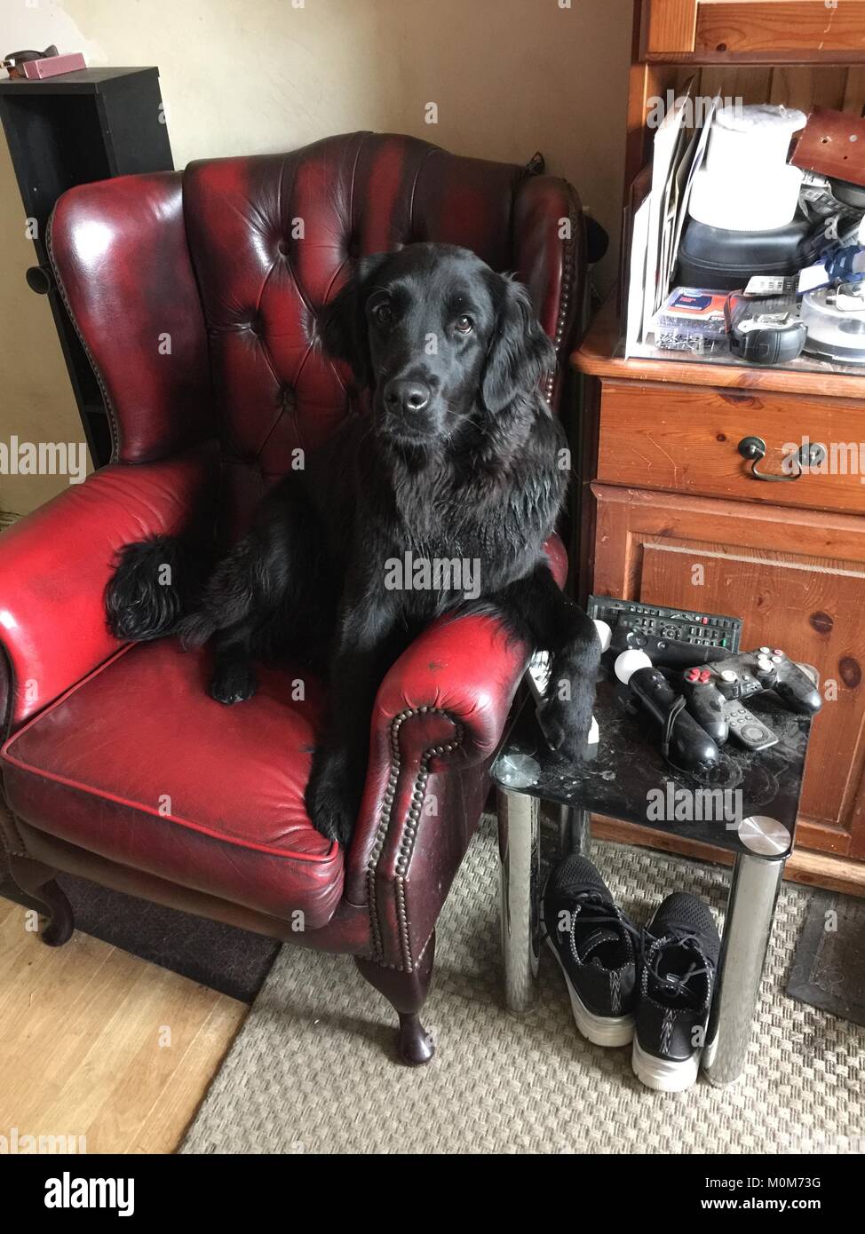 Salvato Flat Coat retriever godendo la vita in ambienti interni ed esterni Foto Stock
