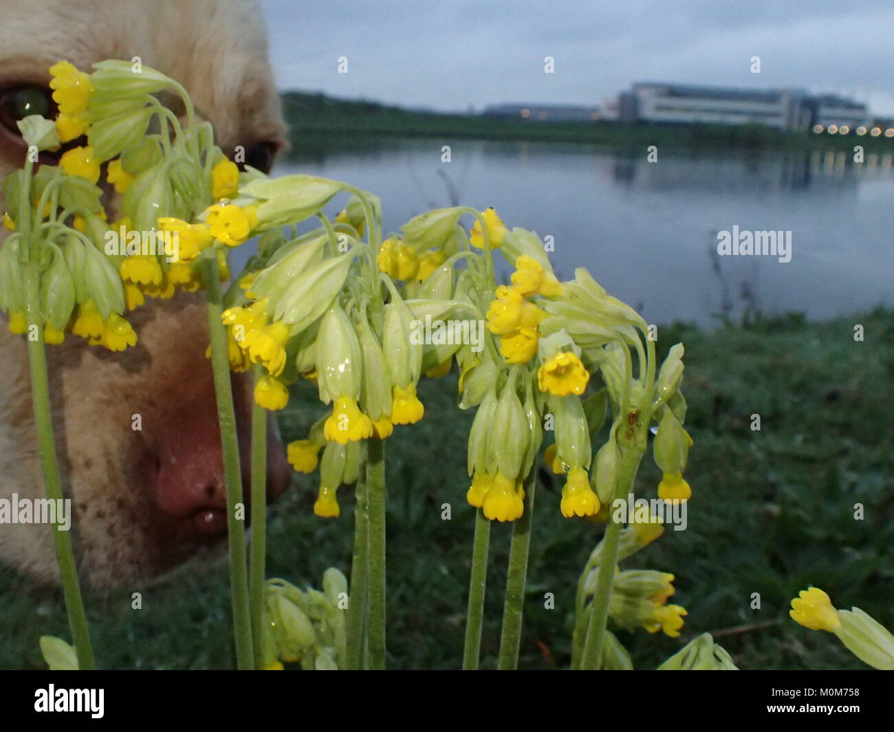Mattina Photobombed fiori da Golden Labrador. Cosa Doin. Foto Stock