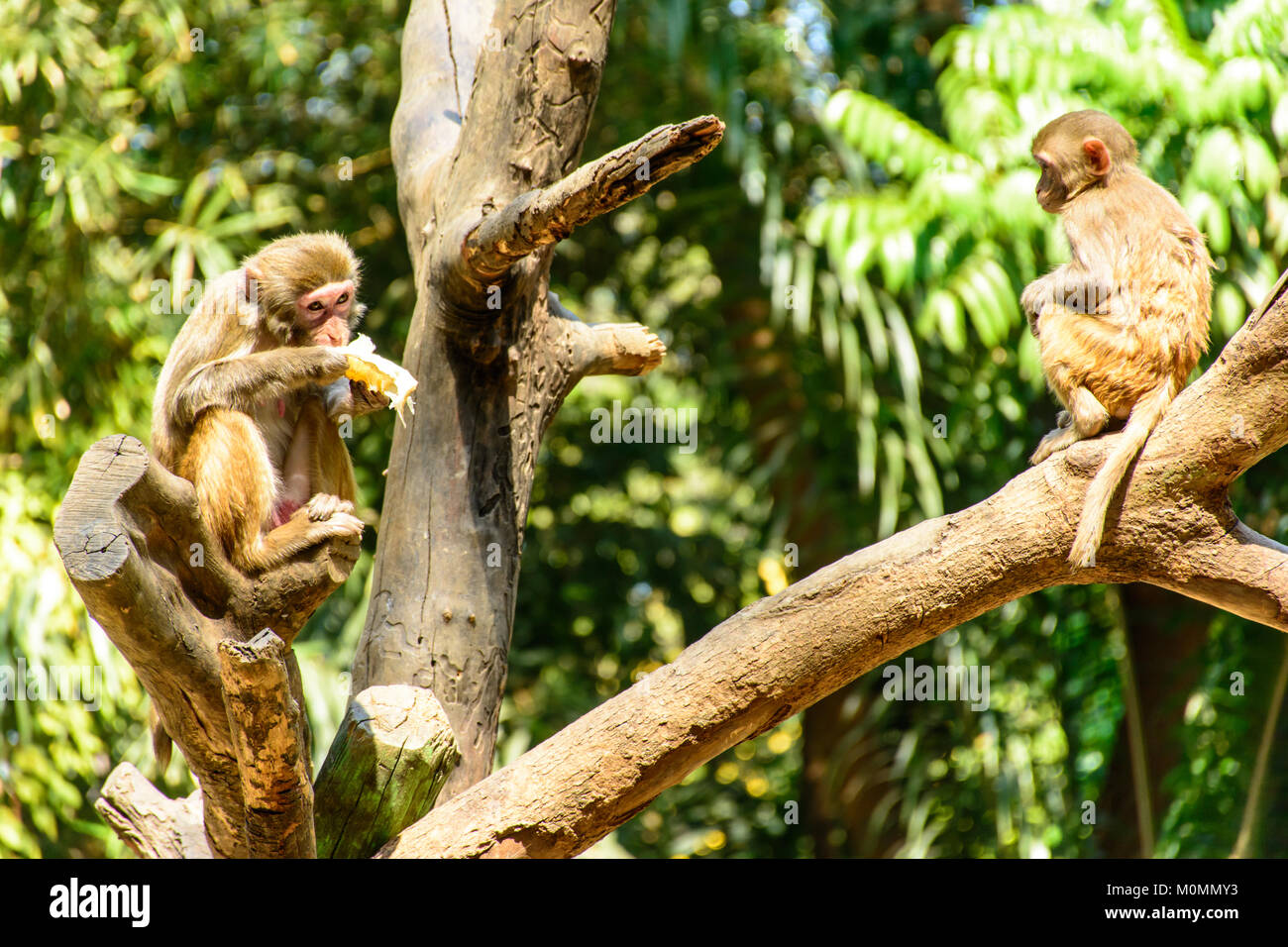 Foto di scimmie sul ramo Foto stock - Alamy