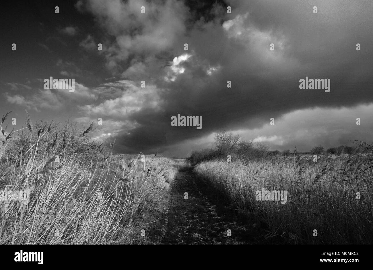 Paesaggi invernali intorno Stodmarsh, Kent, Inghilterra, Gran Bretagna Foto Stock