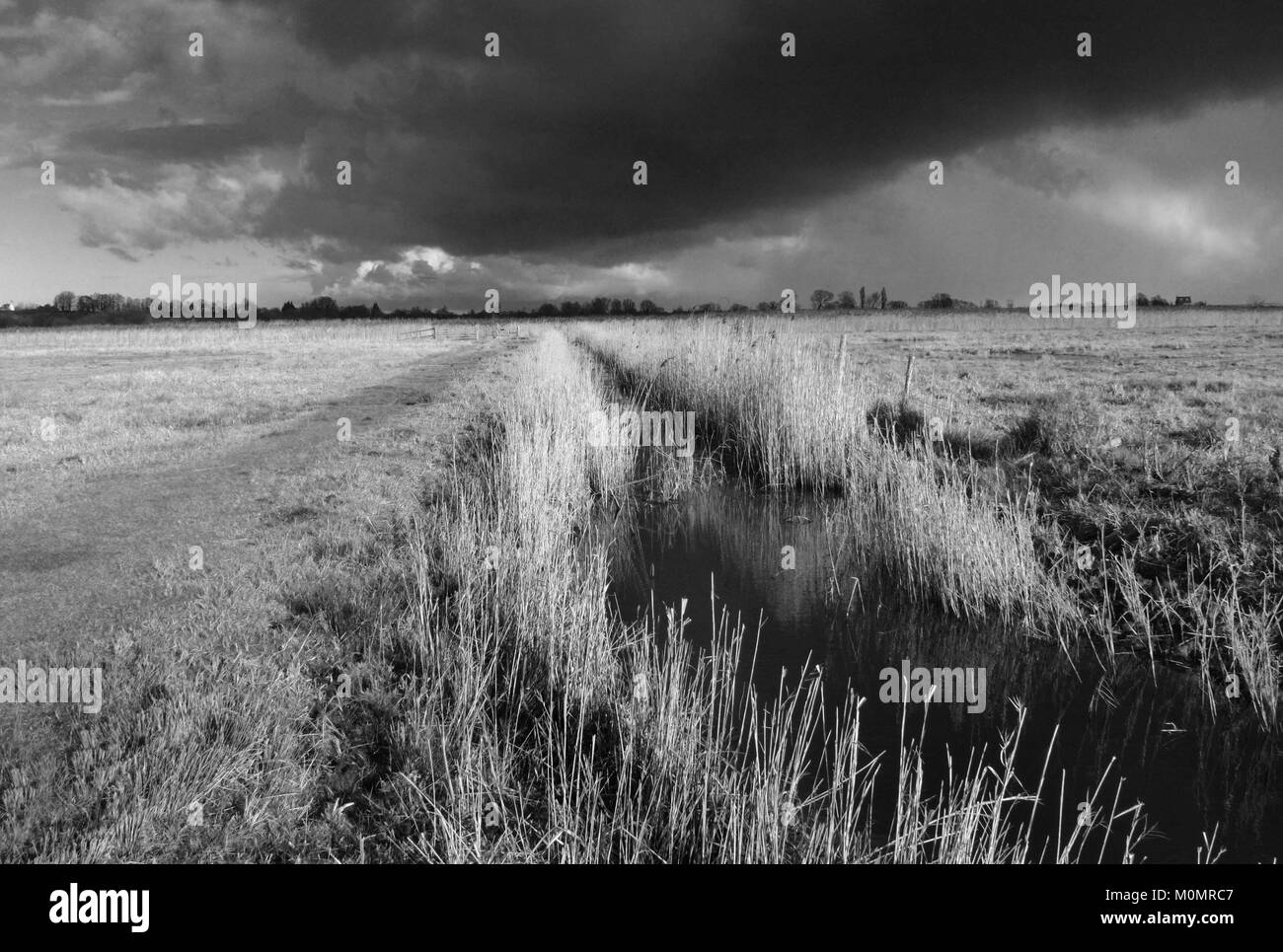 Paesaggi invernali intorno Stodmarsh, Kent, Inghilterra, Gran Bretagna Foto Stock