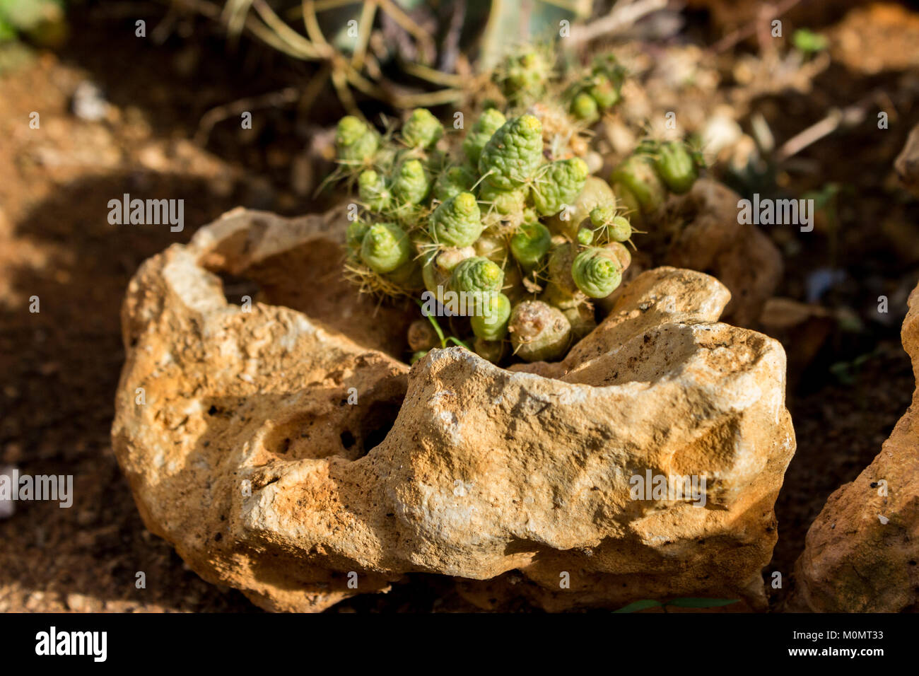 Piante succulente che cresce su una roccia, close up shot Foto Stock