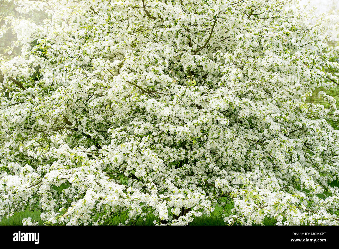 White Crab Apple Blossom - Malus Transitoria primavera fiori bianchi Foto Stock