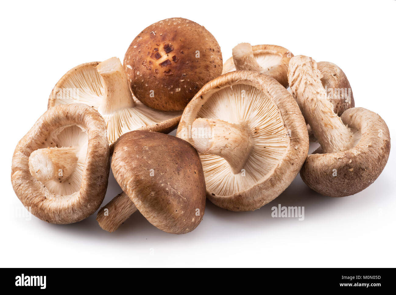 Funghi Shiitake sullo sfondo bianco. Foto Stock