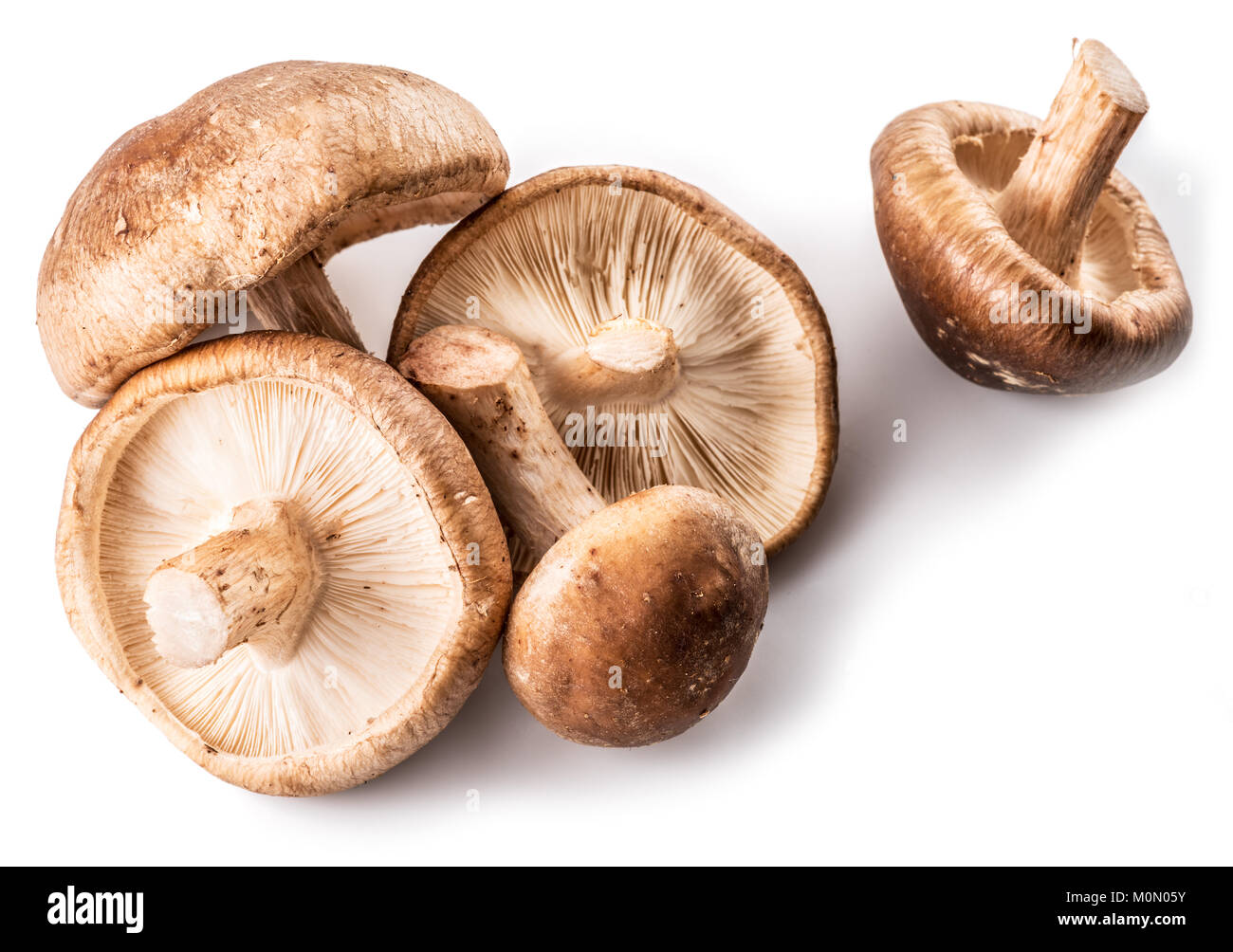 Funghi Shiitake sullo sfondo bianco. Foto Stock