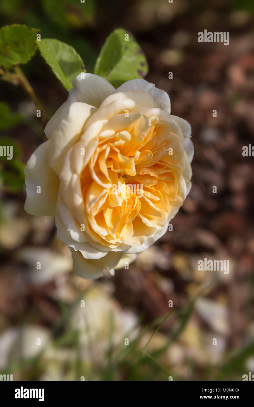 Fioritura giallo arancione rose inglesi nel giardino in una giornata di sole. Rosa Teasing Georgia Foto Stock