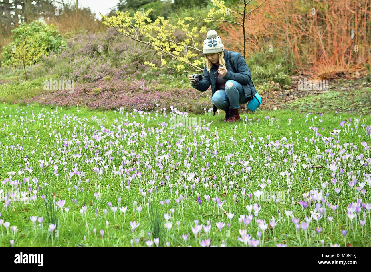 Emily Hunt, 20, dalla vasca da bagno, fotografie crocus fiori come cominciano a fiorire nel Giardino Botanico, bagno, dove un caldo inverno ha visto molte specie presto entrare in fiore, come crocus tradizionalmente fiorisce in febbraio. Foto Stock