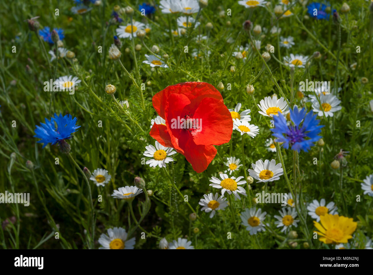 Prato di fiori di campo. Il papavero Foto Stock