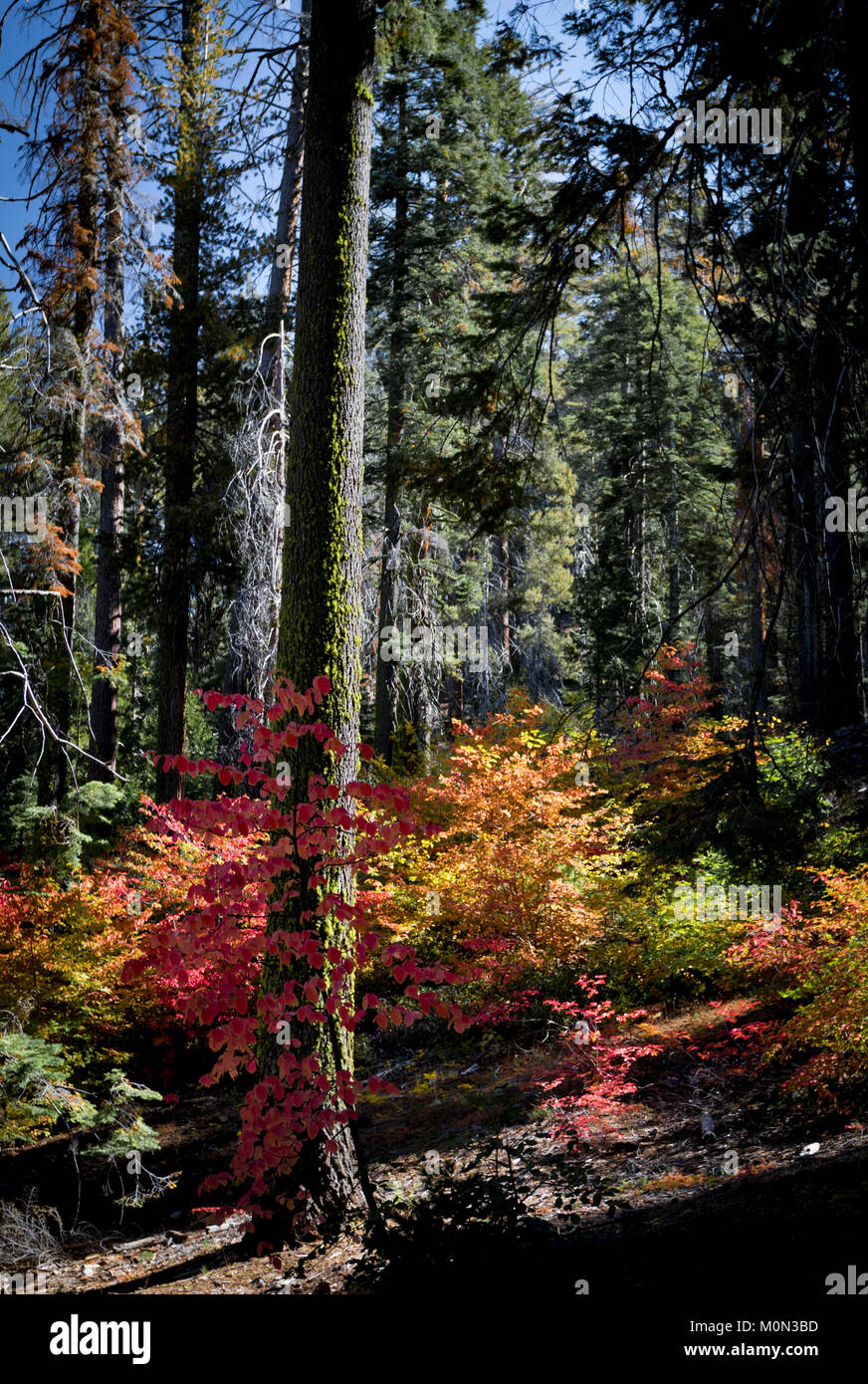 Scena di foresta in autunno, il Parco Nazionale Yosemite in California Foto Stock Scena di foresta in autunno, il Parco Nazionale Yosemite in California Foto Stock