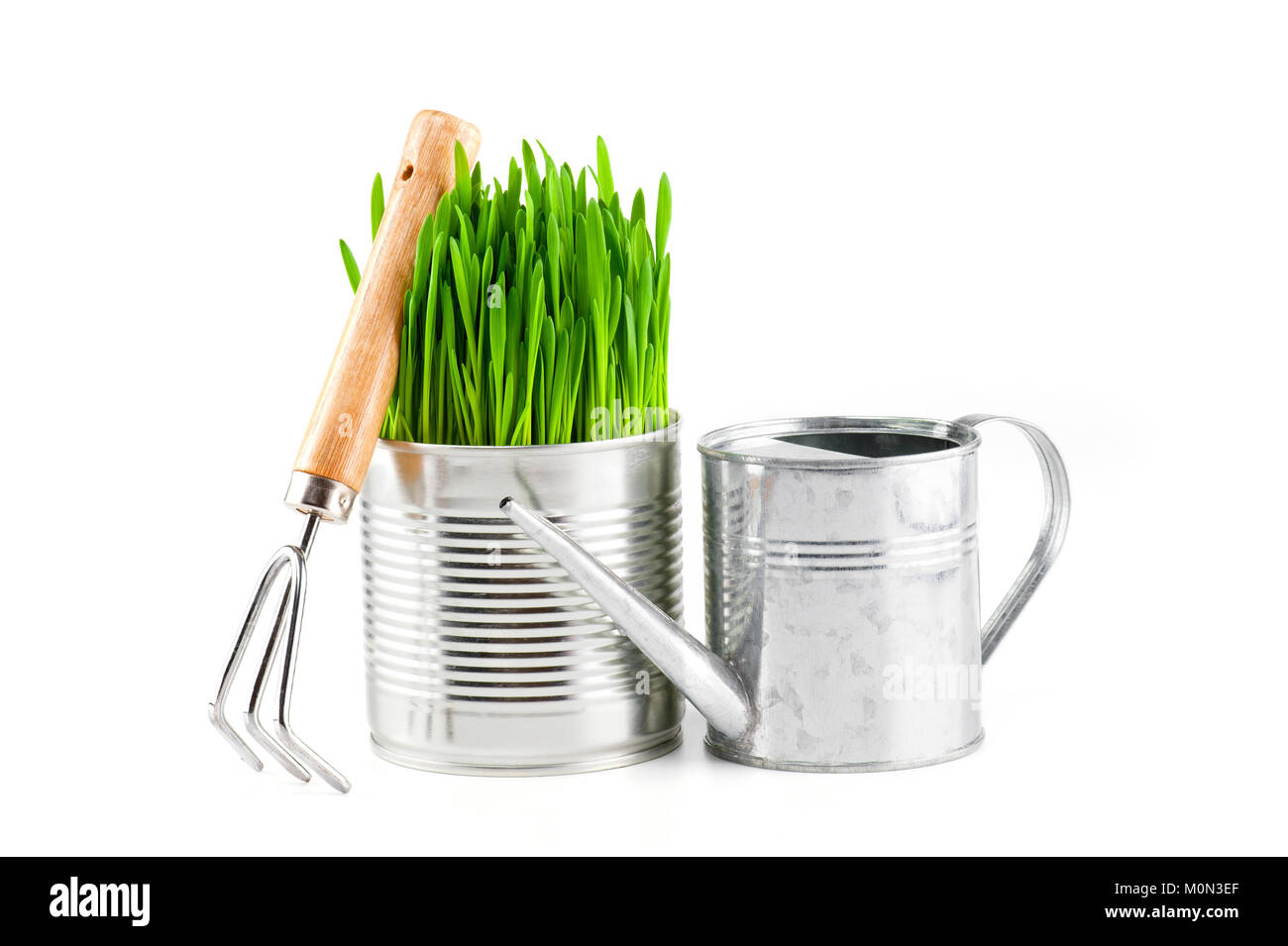 Giardino annaffiatoio e pentola di metallo con fresca erba verde sullo sfondo bianco. Giardino stagionale lavoro. Foto Stock
