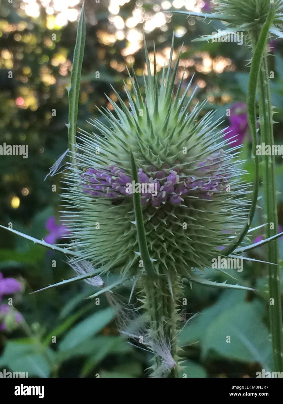 Enorme lancia non aperti thistle testa Foto Stock