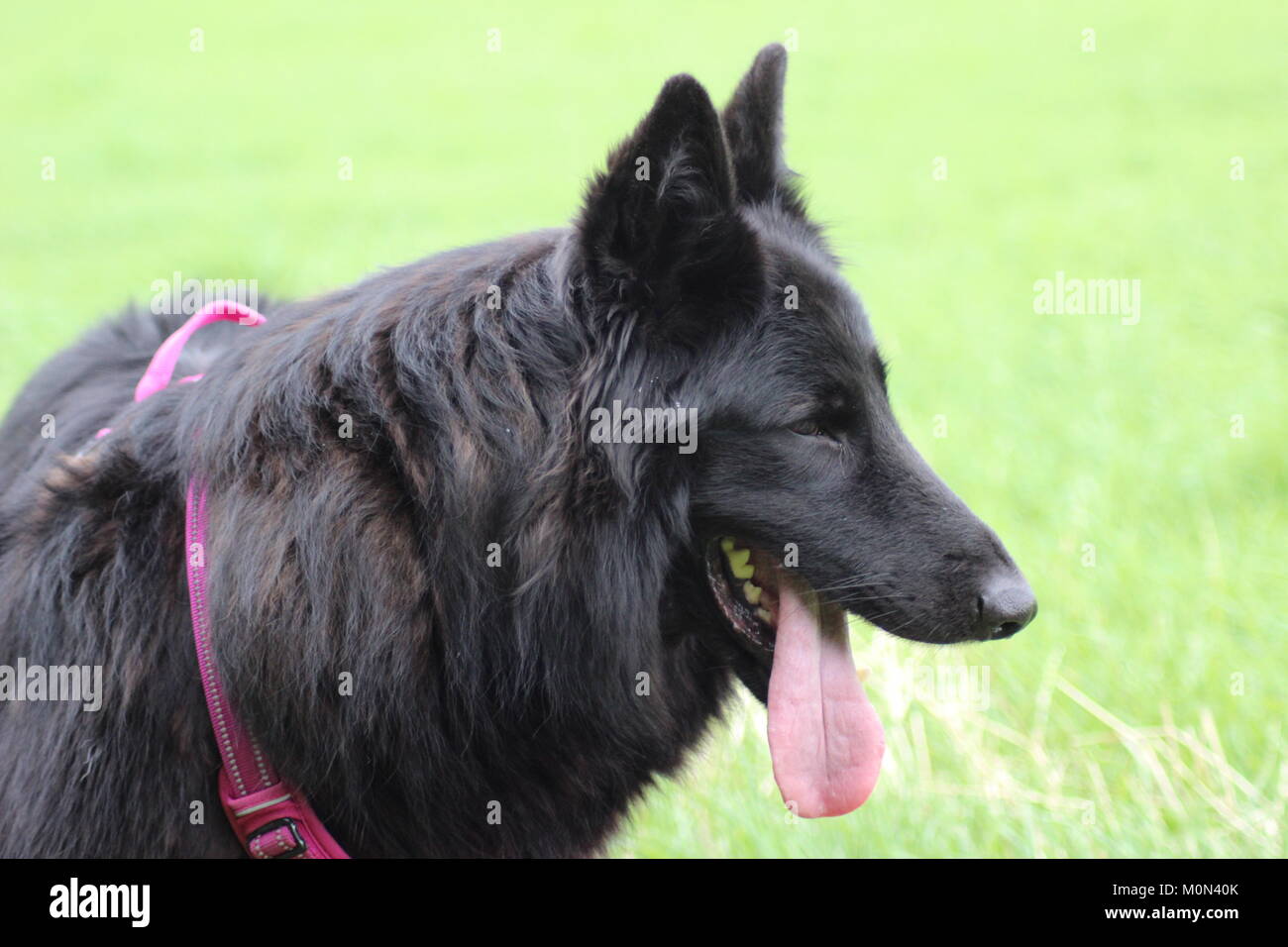 Salvato femmina pastore belga passeggiate in estate in un campo Foto Stock