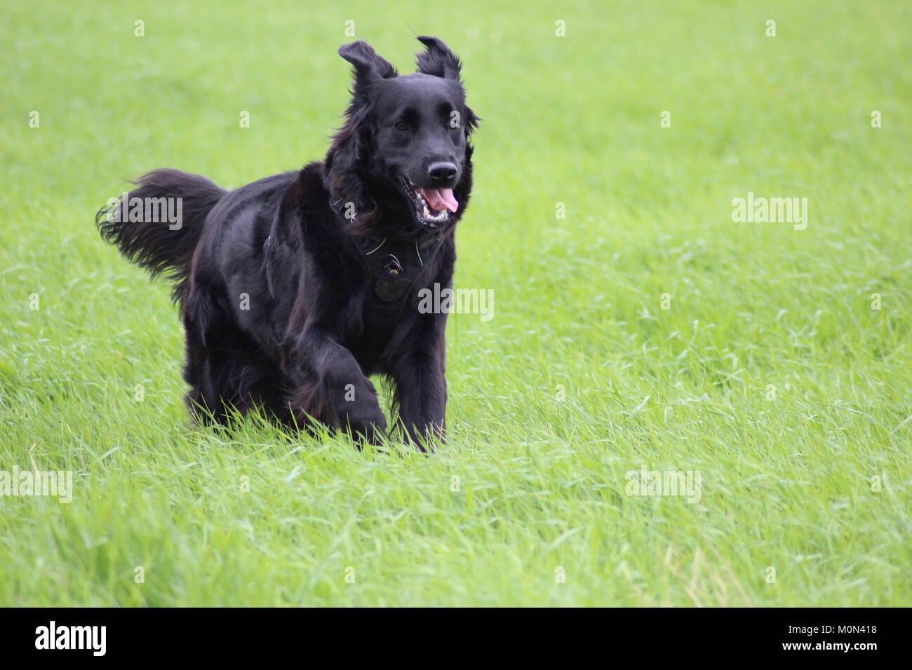 Salvato Flat Coat retriever godendo la vita in ambienti interni ed esterni Foto Stock