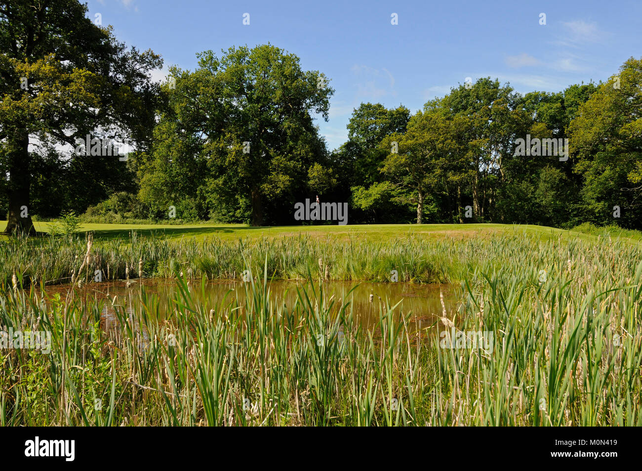 Vista sul laghetto al 6 Verde, Hartley Wintney Golf Club, Hartley Wintney, Hampshire, Inghilterra Foto Stock