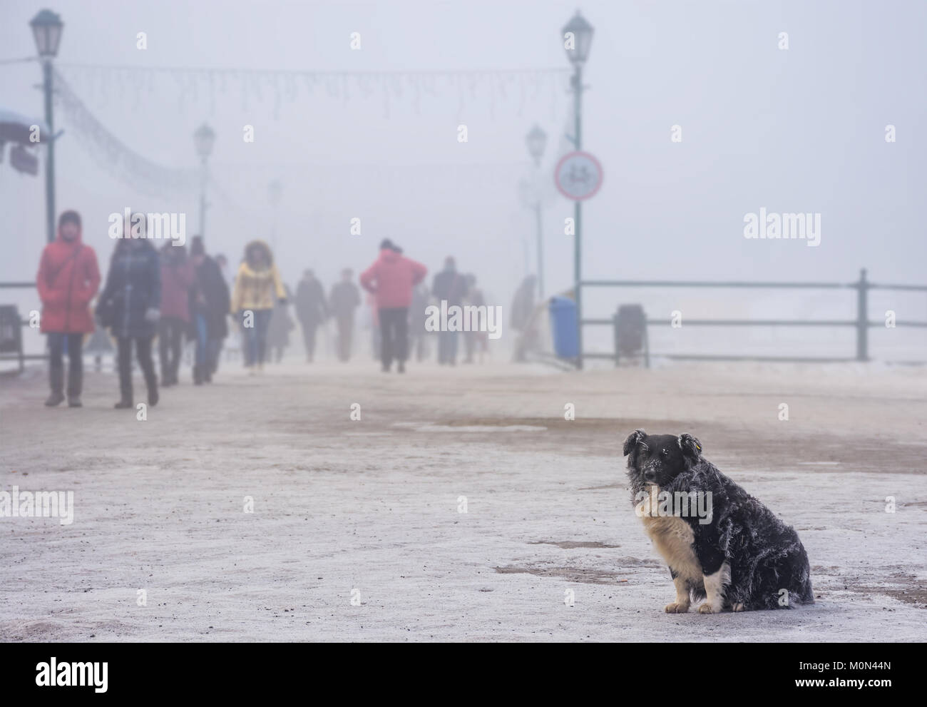 Senzatetto cane con pelliccia congelata seduti vicino al ponte in inverno nebbia. sfondo sfocato con la folla di persone che si spostano lungo Foto Stock