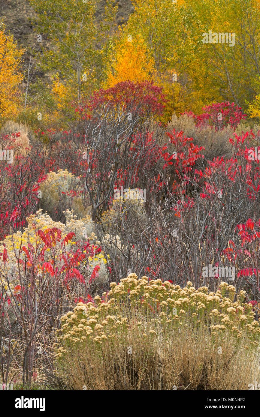 Un giardino selvaggio di piante lungo un streambed nel grande bacino deserto di Washington. Rabbitbrush, salvia, sumac e pioppi neri americani fanno per un colorato caduta. Foto Stock