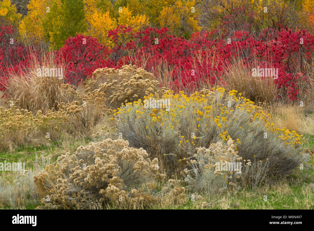Un giardino selvaggio di piante lungo un streambed nel grande bacino deserto di Washington. Rabbitbrush, salvia, sumac e pioppi neri americani fanno per un colorato caduta. Foto Stock