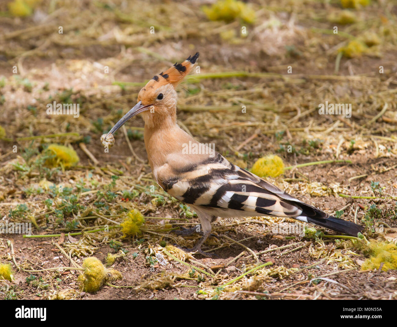 Israele uccello nazionale, Eurasian Upupa (Upupa epops) con caterpillar nel suo becco Foto Stock