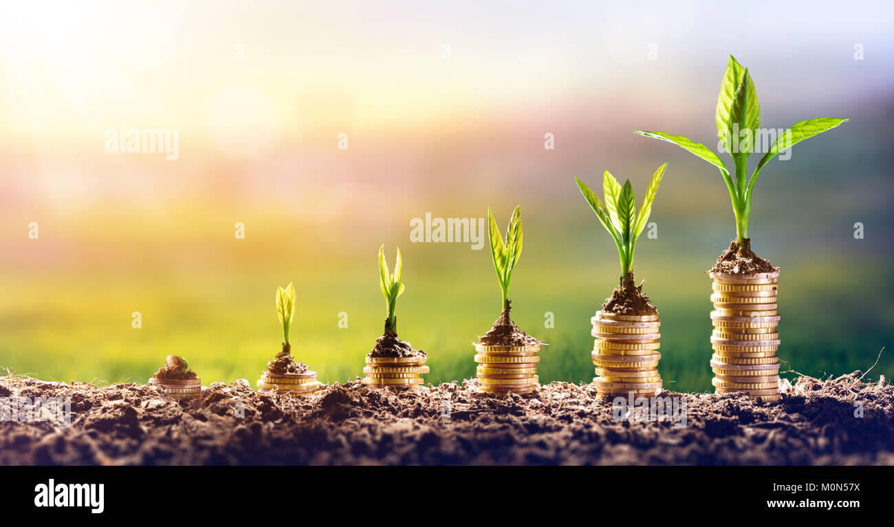 Crescendo il denaro - Impianto sulle monete - Finanze e concetto di investimento Foto Stock