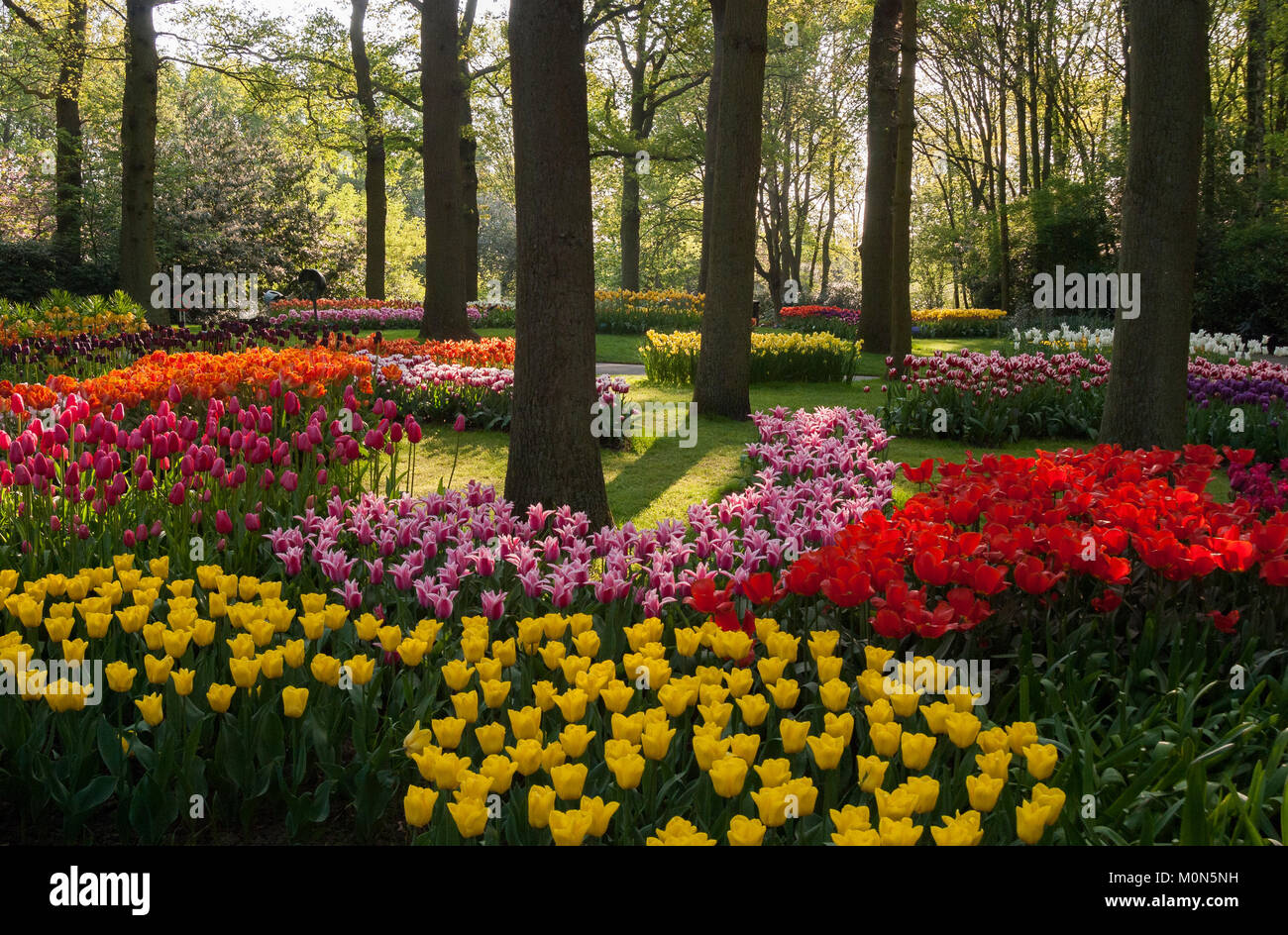 Tulpenbeete im Niederlande Keukenhof Keukenhof - Paesi Bassi Foto Stock