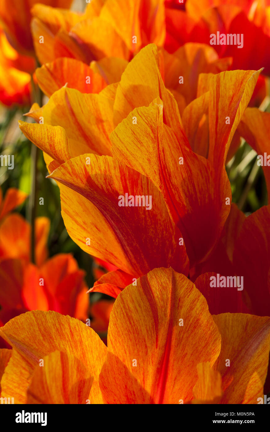 Tulipa " El Ninho' - Tulpe Foto Stock