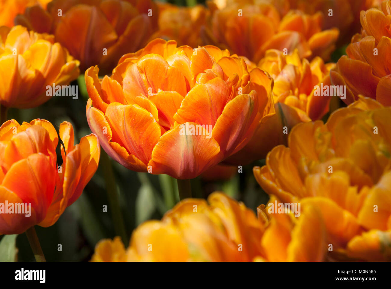 Tulipa "Orange PRINCESS' - Tulpe Foto Stock