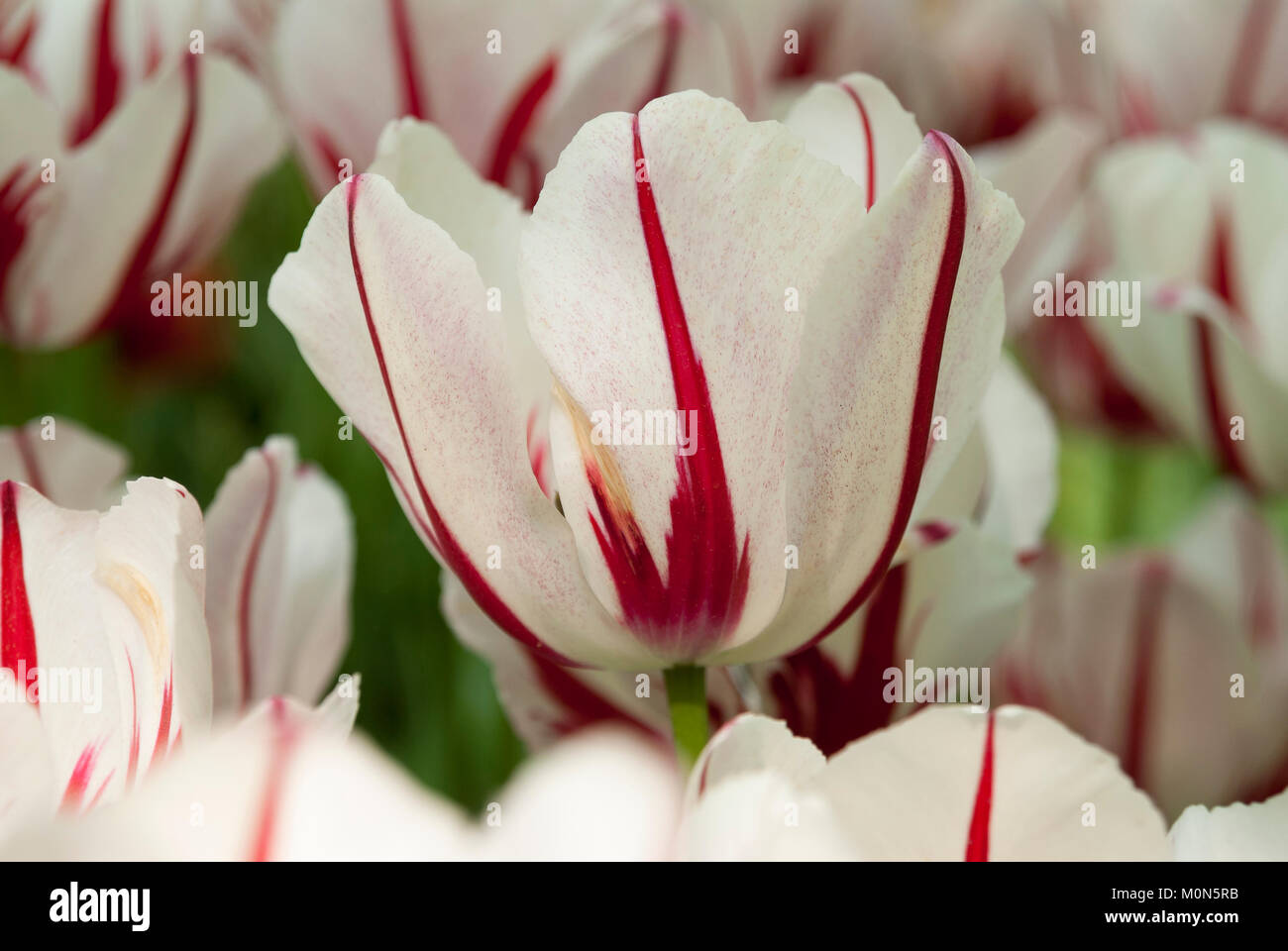 Tulipa 'Ice Follies' - Tulpe Foto Stock