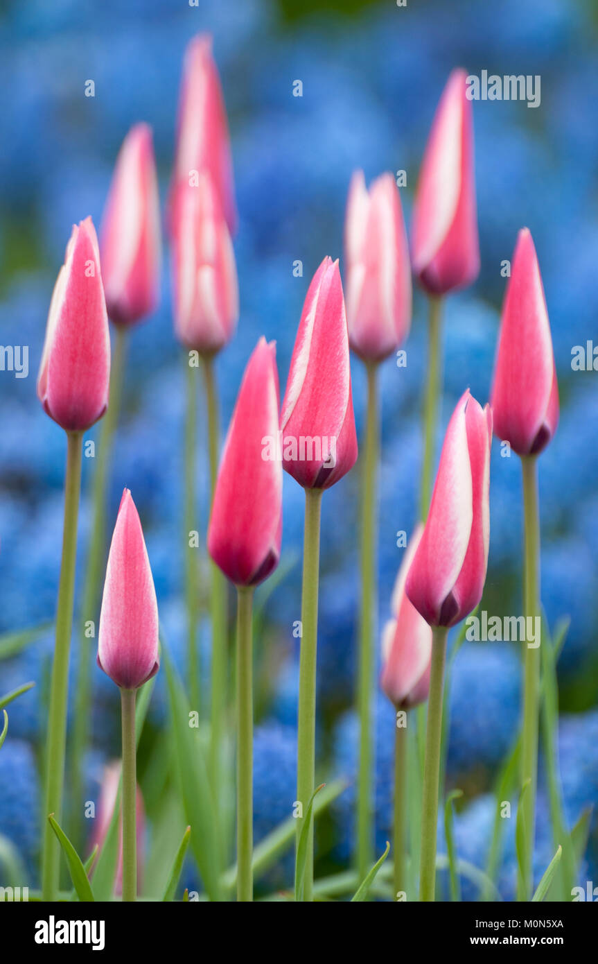Tulpen - tulipani Tulipa "menta piperita Stick' Foto Stock