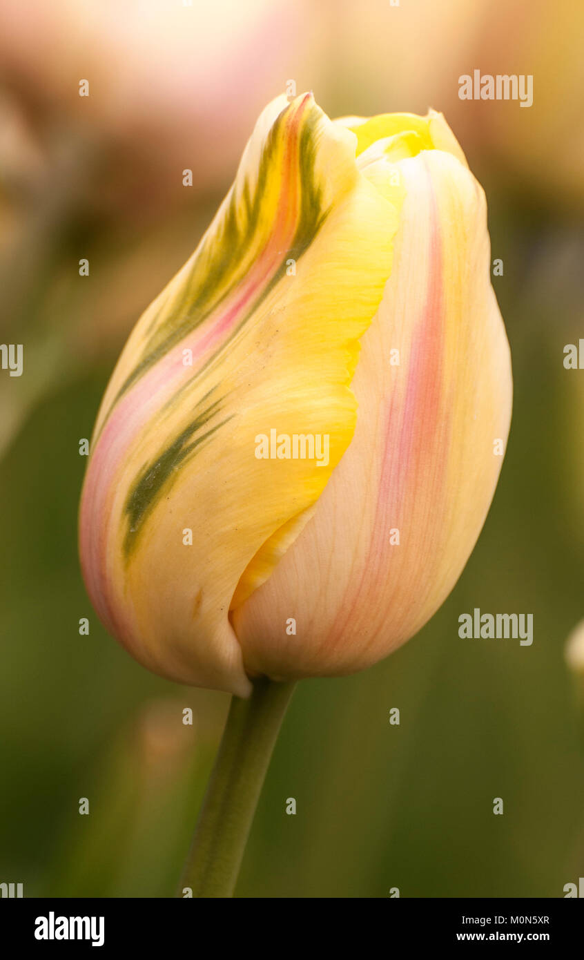 Tulpen - tulipani Tulipa 'Camarque' Foto Stock
