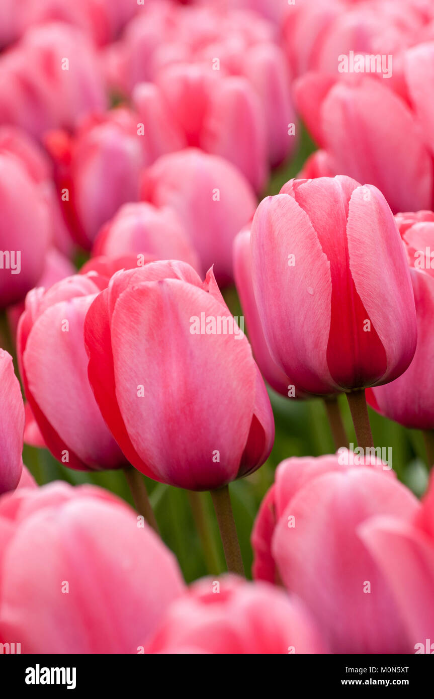 Tulpen - i tulipani Foto Stock