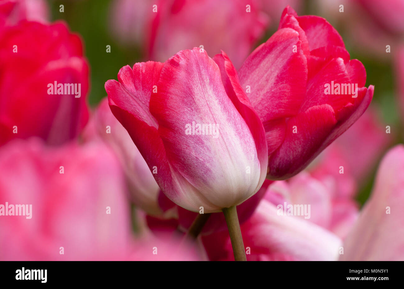 Tulpen - i tulipani Foto Stock