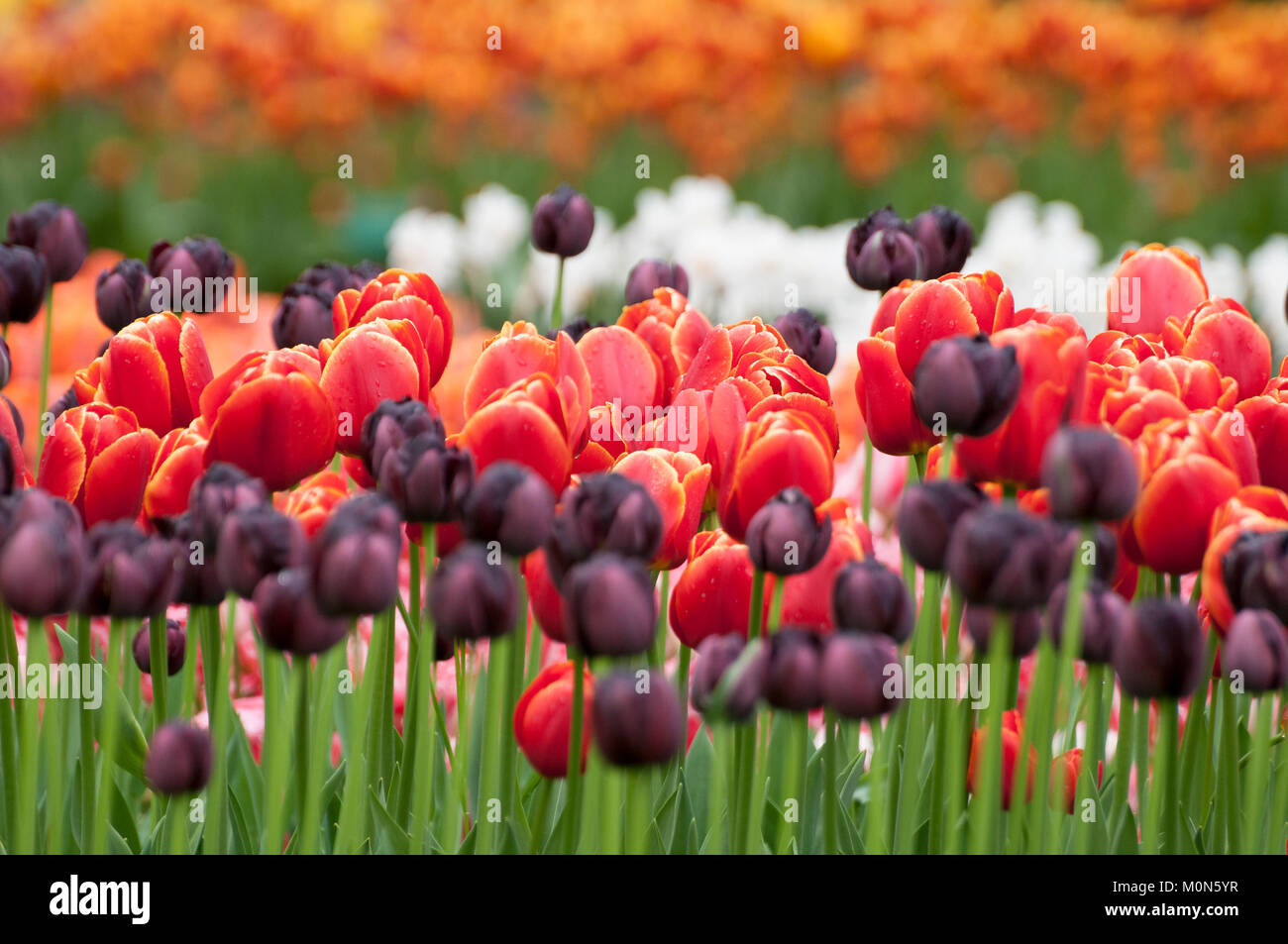 Tulpenbeete im Niederlande Keukenhof Keukenhof - Paesi Bassi Foto Stock