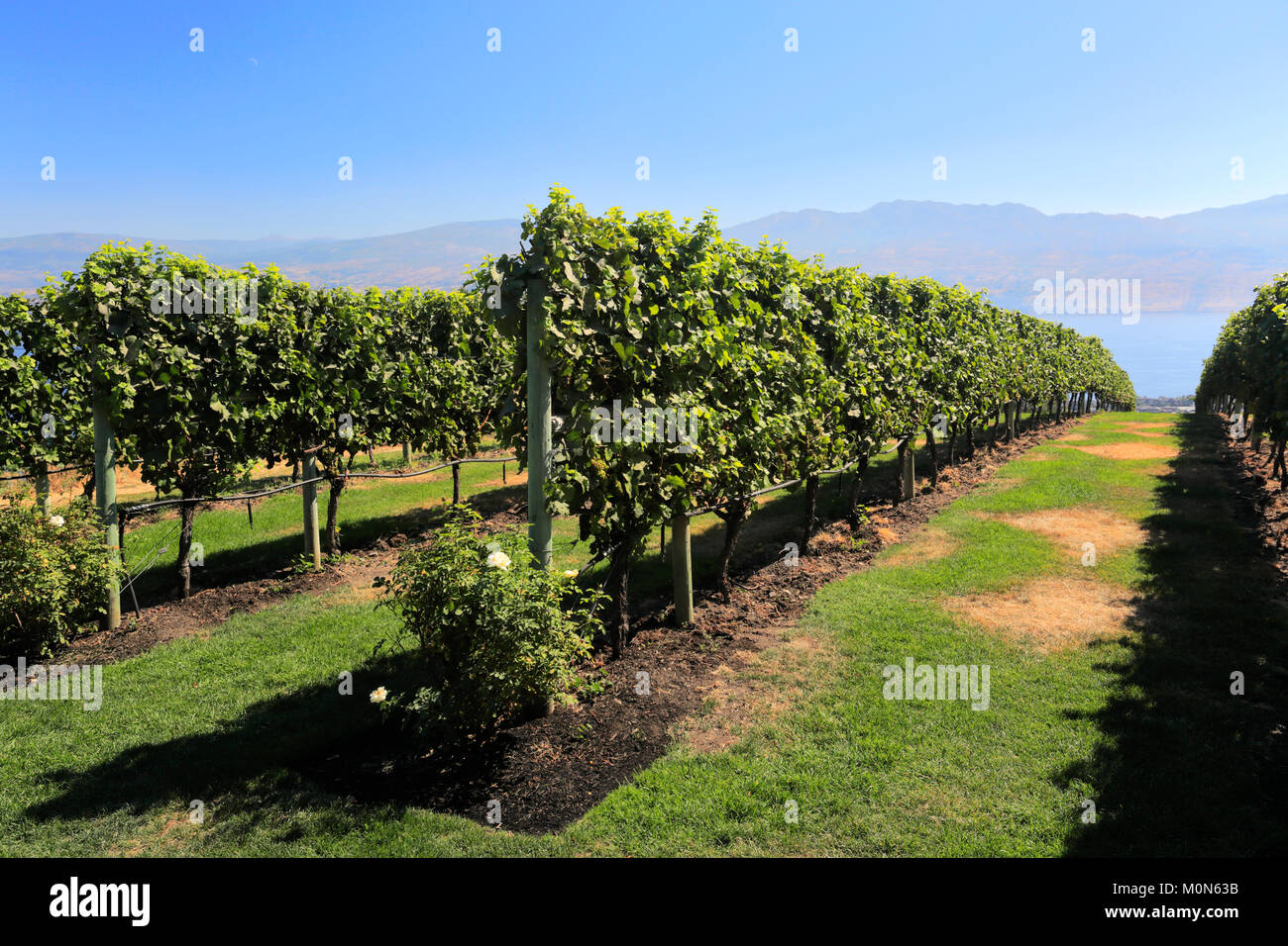 La missione Hill Winery, West Kelowna, Okanagan Valley, British Columbia, Canada Foto Stock