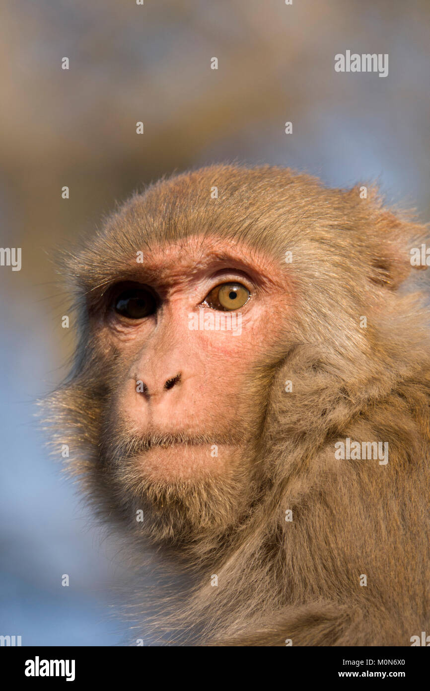 Macaco Rhesus (macaca mulatta) monkey closeup ritratto Foto Stock